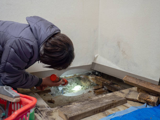 Gman, IL Mold Removal Pros