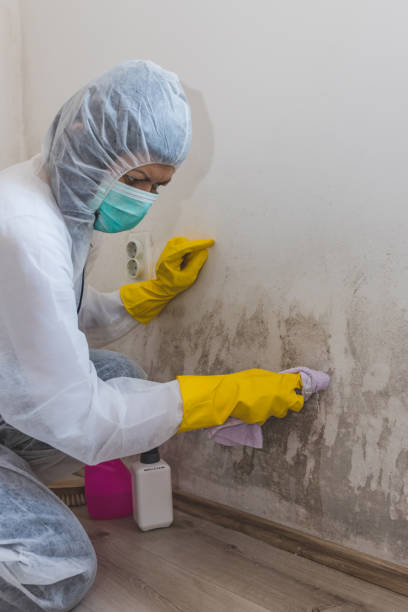 Best Mold Prevention Services  in Gman, IL